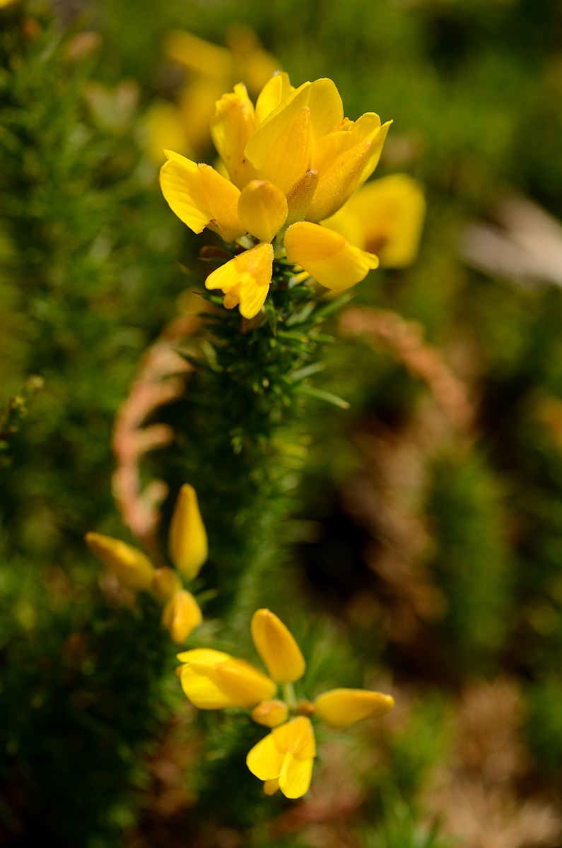 David Plant Photography - Wildlife Photography - Dwarf gorse - A.jpg - Dwarf gorse - Dorset