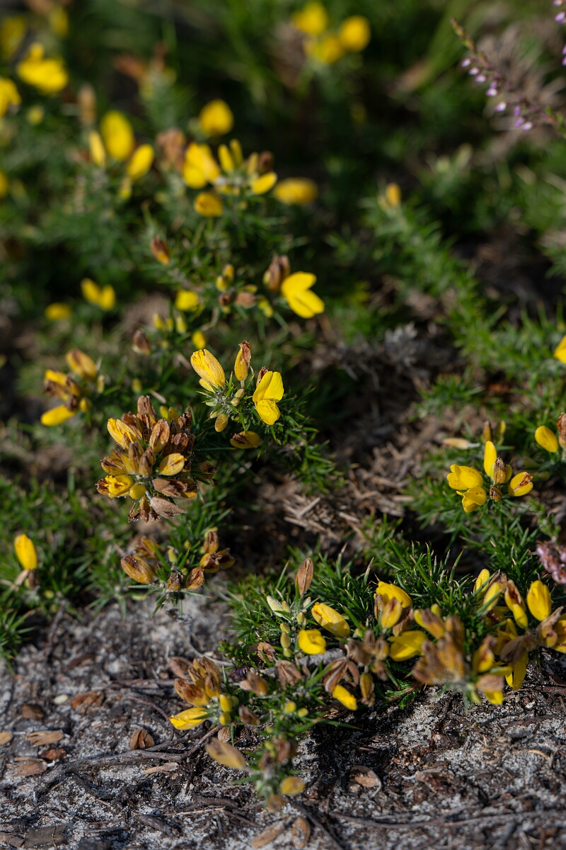 David Plant Photography - Wildlife Photography - Dwarf gorse - B.jpg - Dwarf gorse - Surrey