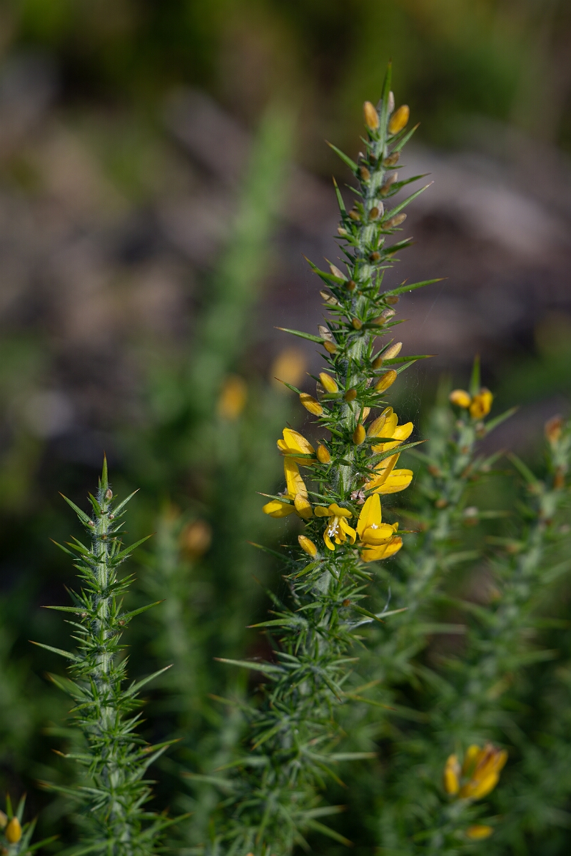 David Plant Photography - Wildlife Photography - Dwarf gorse - D.jpg - Dwarf gorse - Surrey