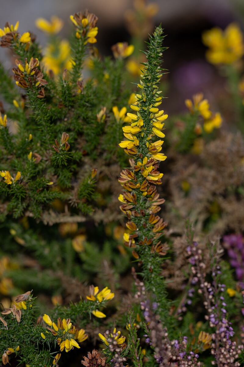 David Plant Photography - Wildlife Photography - Dwarf gorse - E.jpg - Dwarf gorse - Surrey