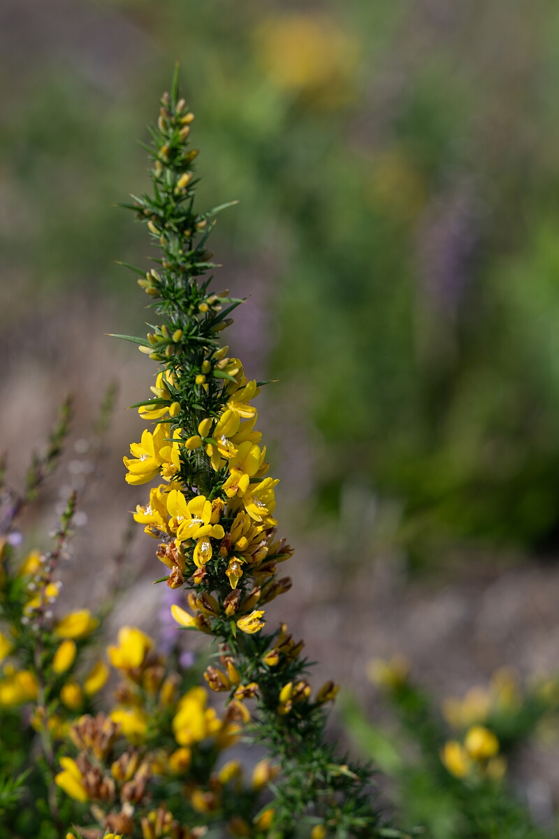 David Plant Photography - Wildlife Photography - Dwarf gorse - F.jpg - Dwarf gorse - Surrey