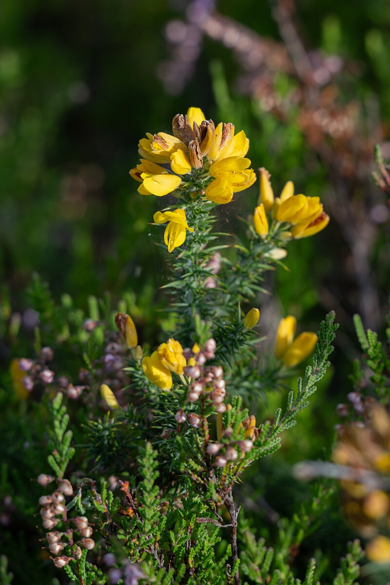 David Plant Photography - Wildlife Photography - Dwarf gorse - H.jpg - Dwarf gorse - Surrey