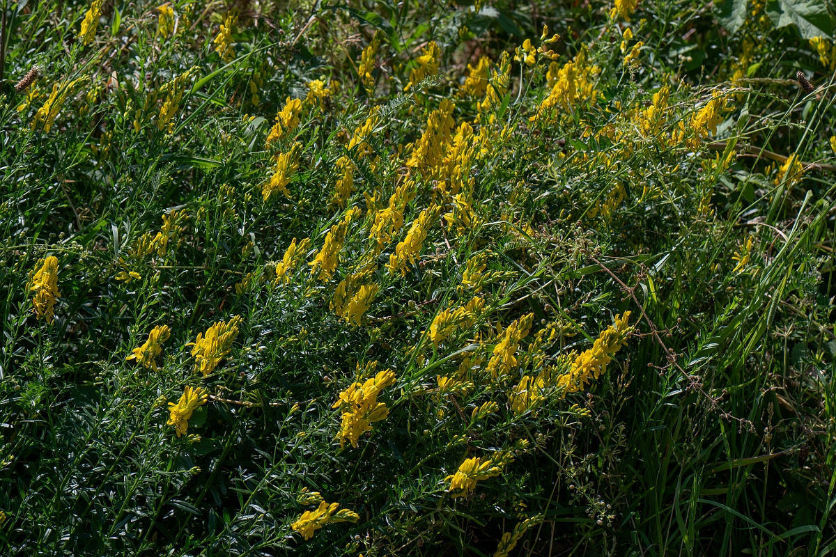 David Plant Photography - Wildlife Photography - Dyer's greenweed - A.jpg - Dyer's greenweed - Norfolk