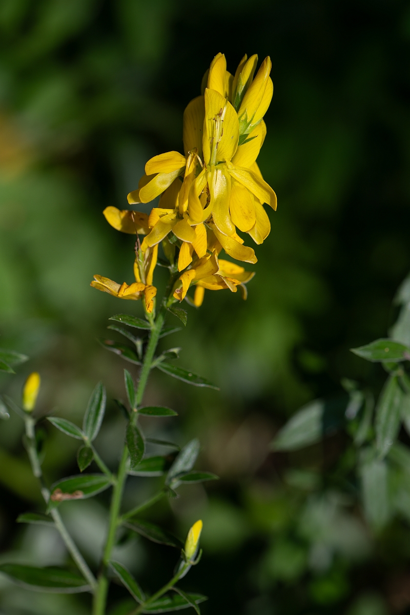 David Plant Photography - Wildlife Photography - Dyer's greenweed - D.jpg - Dyer's greenweed - Norfolk