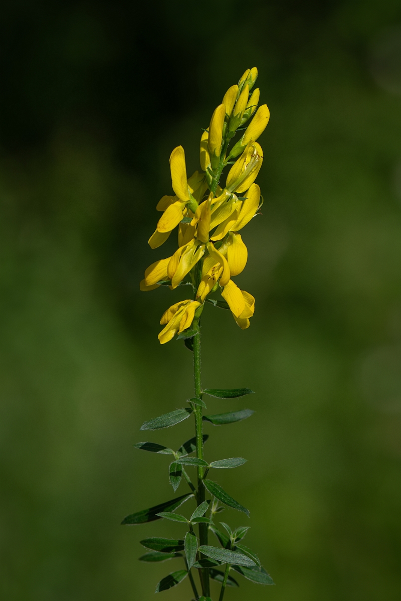 David Plant Photography - Wildlife Photography - Dyer's greenweed - E.jpg - Dyer's greenweed - Norfolk