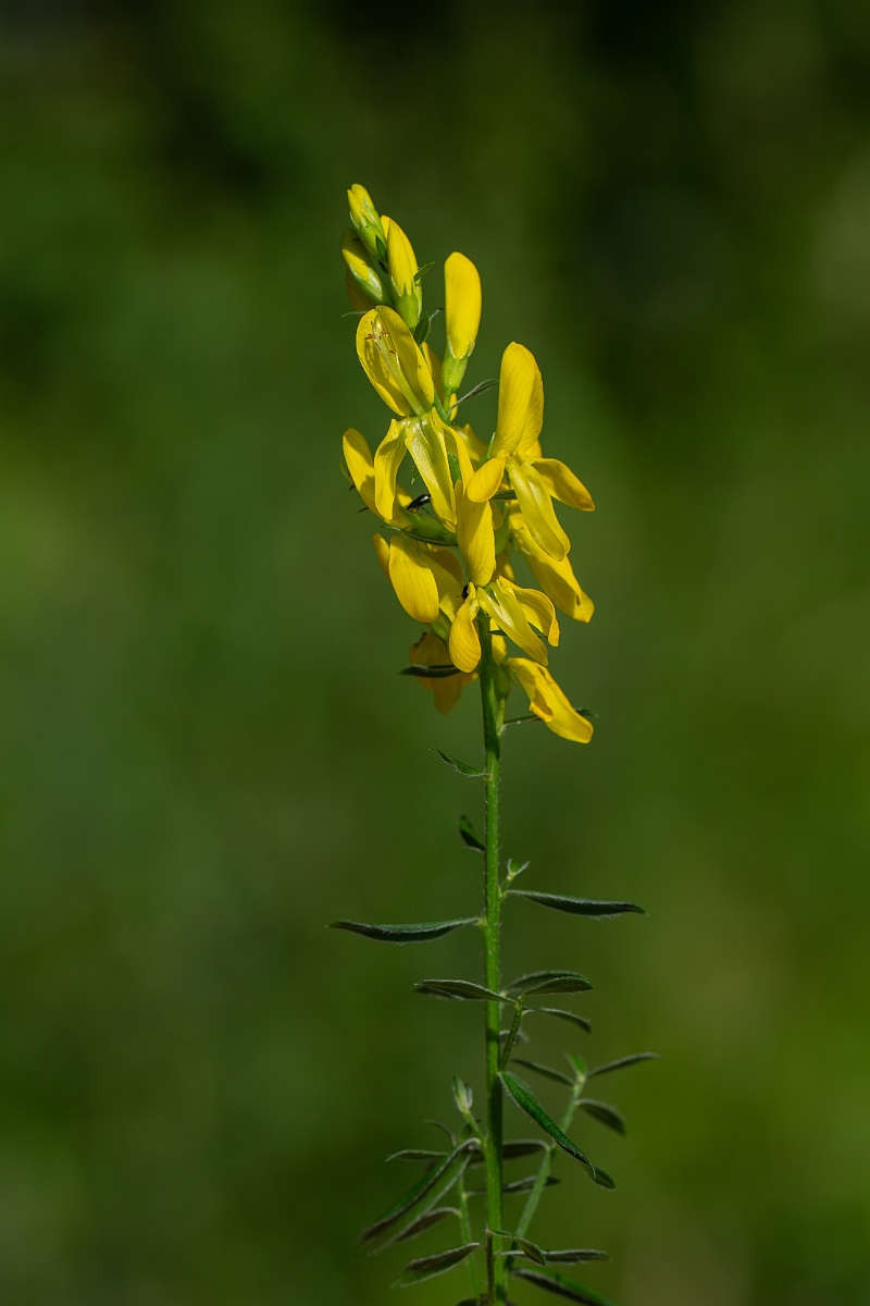 David Plant Photography - Wildlife Photography - Dyer's greenweed - F.jpg - Dyer's greenweed - Norfolk