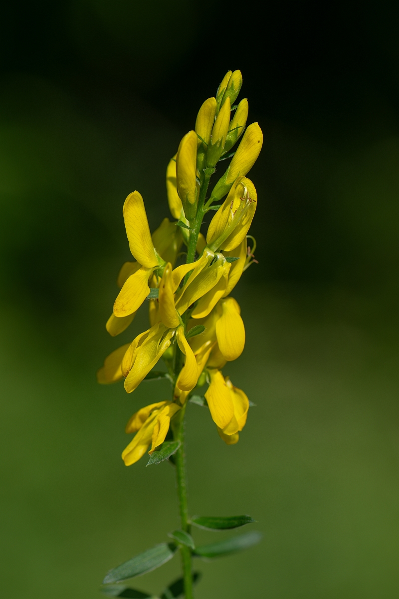 David Plant Photography - Wildlife Photography - Dyer's greenweed - G.jpg - Dyer's greenweed - Norfolk