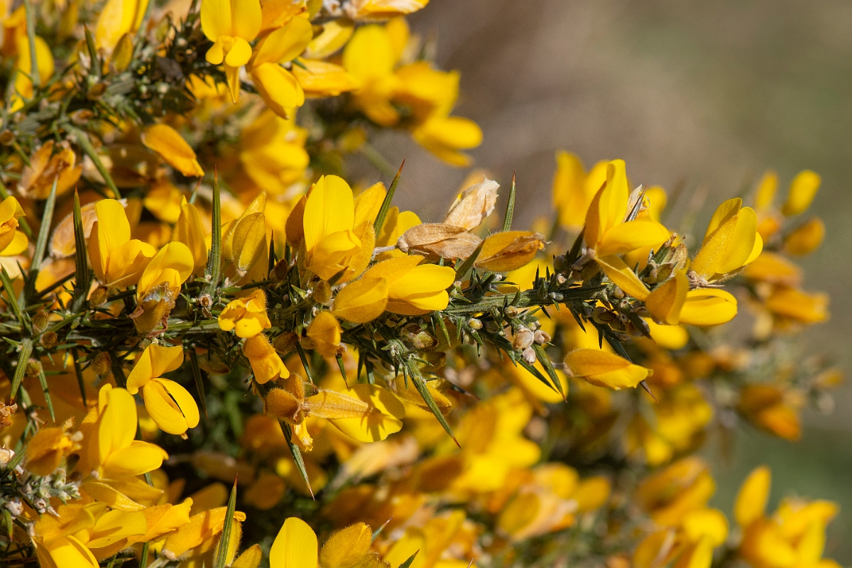 David Plant Photography - Wildlife Photography - European gorse - C.JPG - European gorse - Dorset