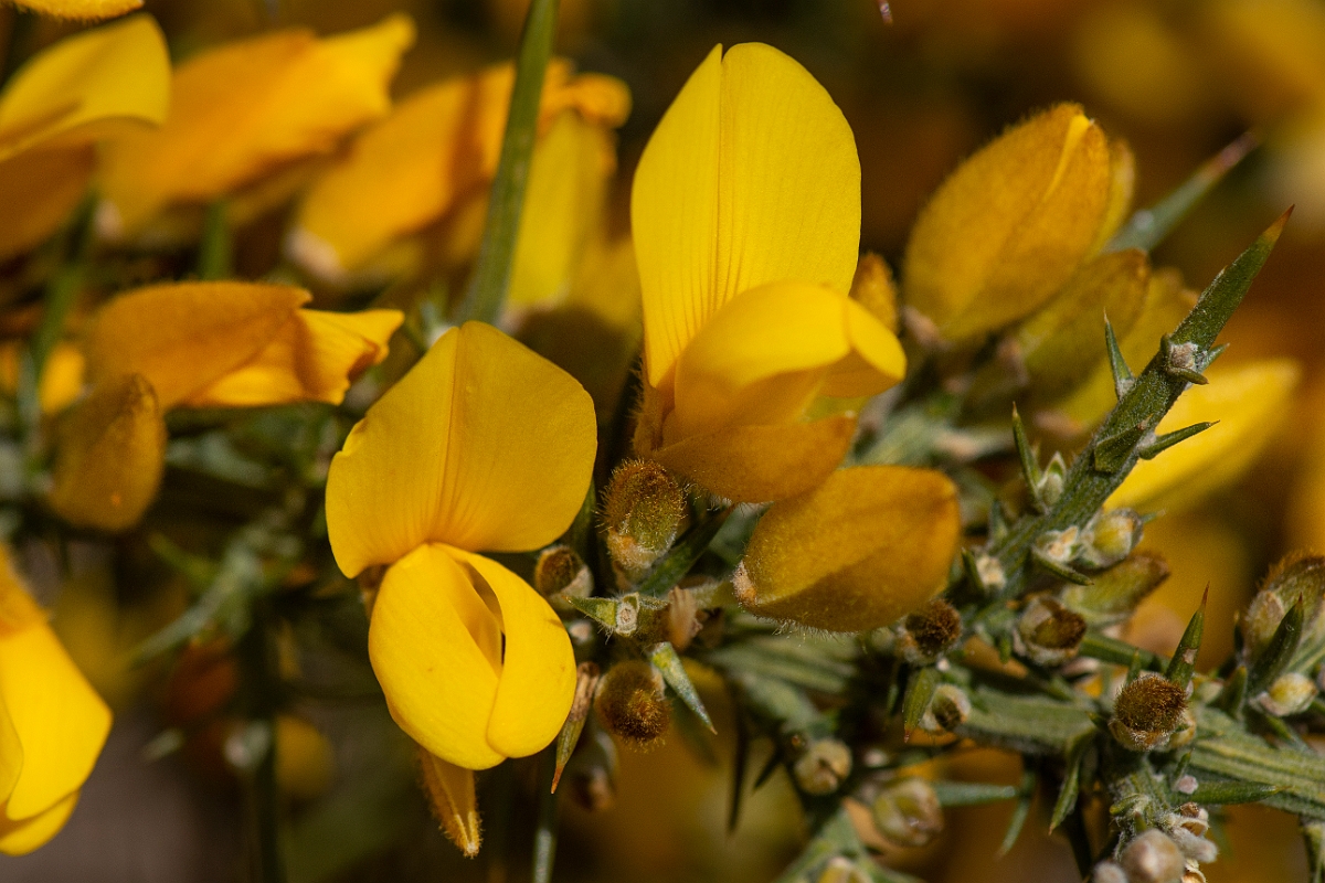 David Plant Photography - Wildlife Photography - European gorse - D.JPG - European gorse - Dorset