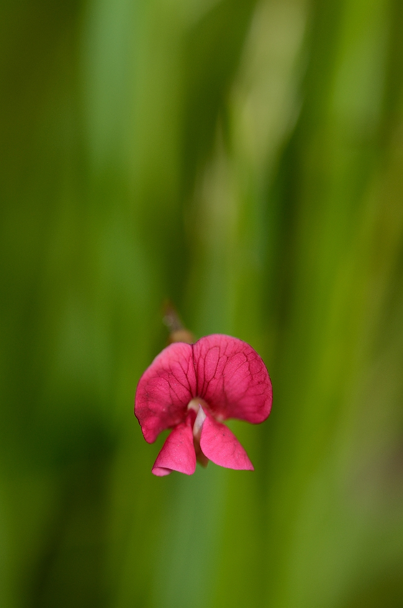 David Plant Photography - Wildlife Photography - Grass vetchling - A.jpg - Grass vetchling flower - Bedfordshire