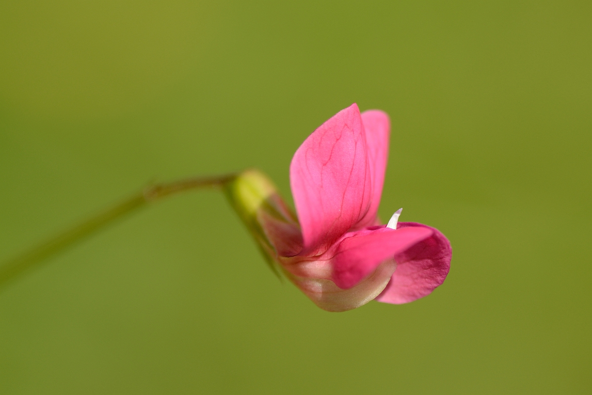 David Plant Photography - Wildlife Photography - Grass vetchling - B.jpg - Grass vetchling flower - Oxfordshire