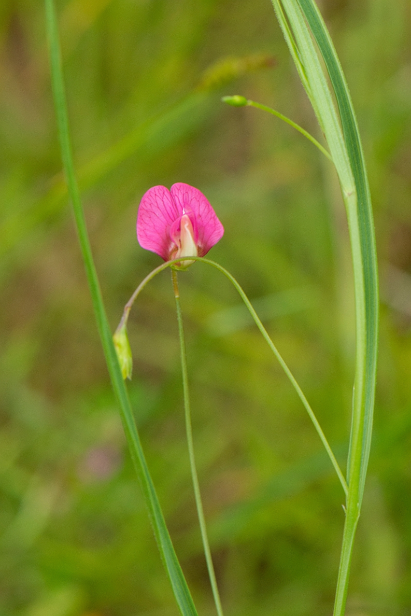 David Plant Photography - Wildlife Photography - Grass vetchling - C.jpg - Grass vetchling - Kent