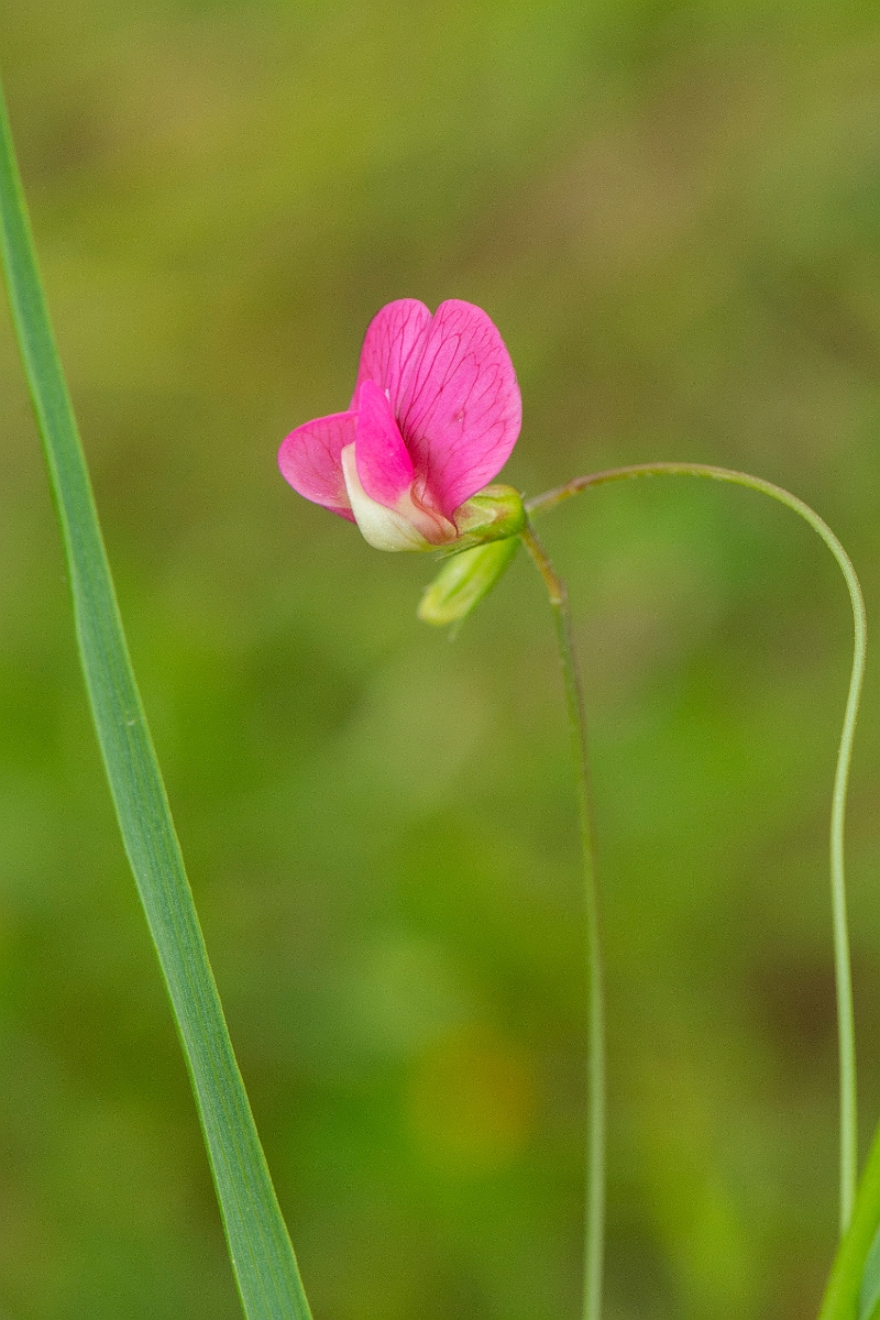 David Plant Photography - Wildlife Photography - Grass vetchling - D.jpg - Grass vetchling - Kent