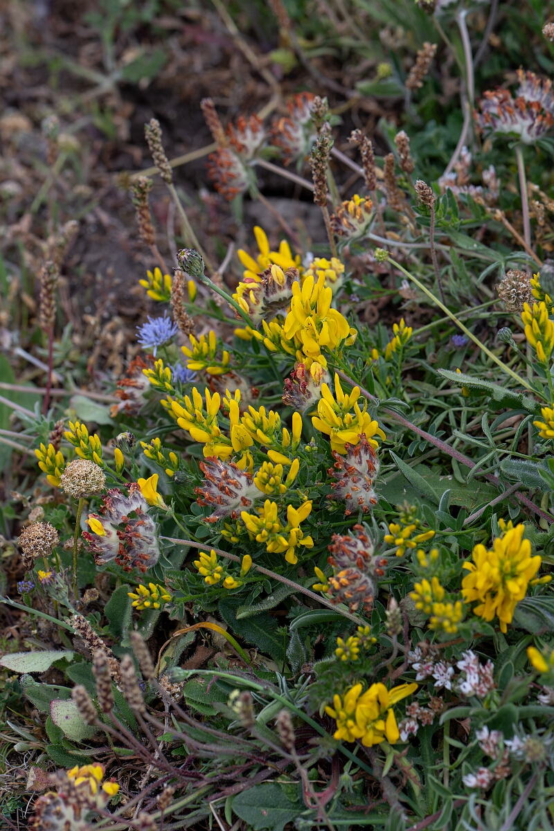 David Plant Photography - Wildlife Photography - Hairy greenweed - A.jpg - Hairy greenweed - Cornwall