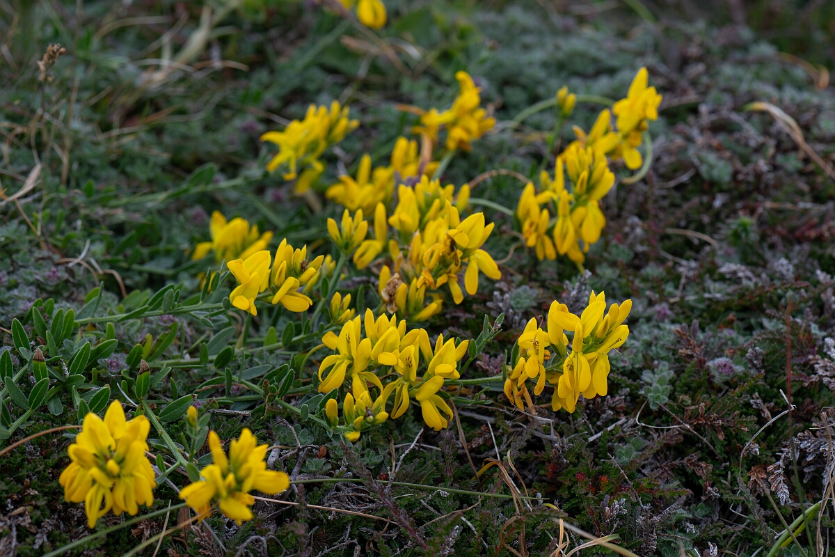 David Plant Photography - Wildlife Photography - Hairy greenweed - F.jpg - Hairy greenweed - Cornwall