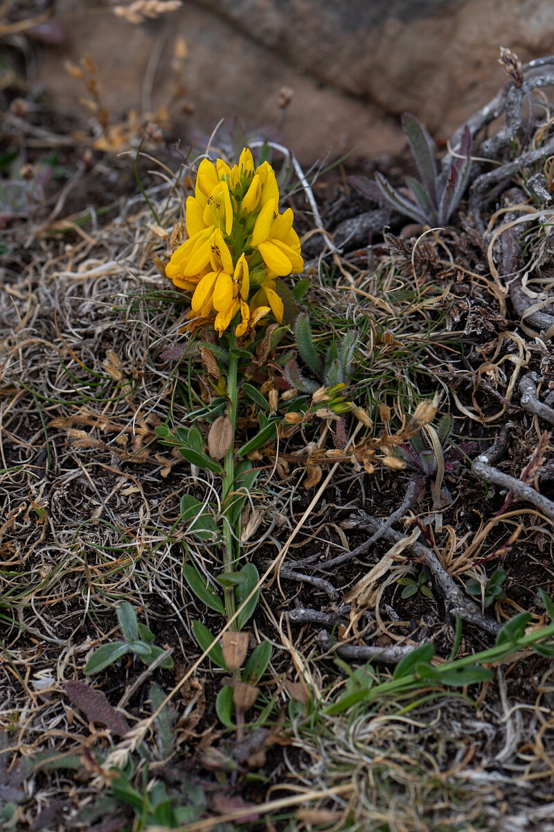 David Plant Photography - Wildlife Photography - Hairy greenweed - I.jpg - Hairy greenweed - Cornwall