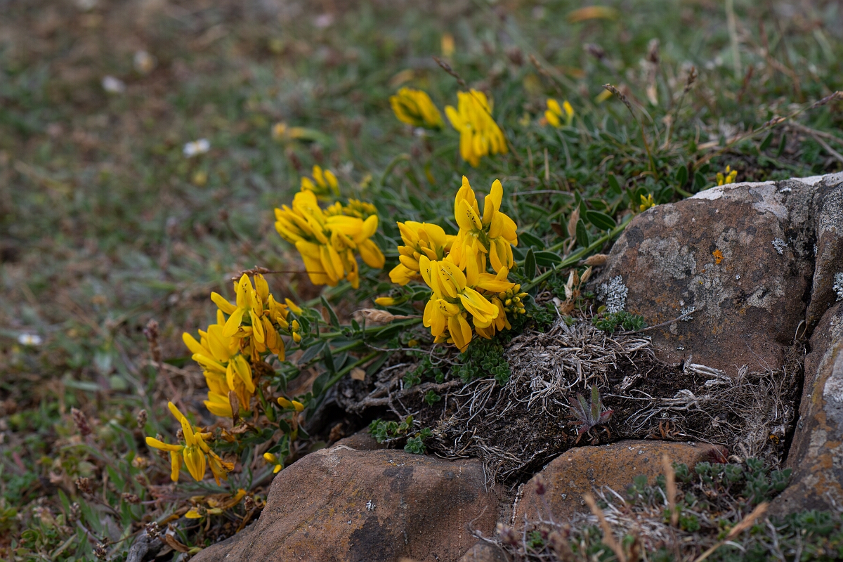 David Plant Photography - Wildlife Photography - Hairy greenweed - J.jpg - Hairy greenweed - Cornwall