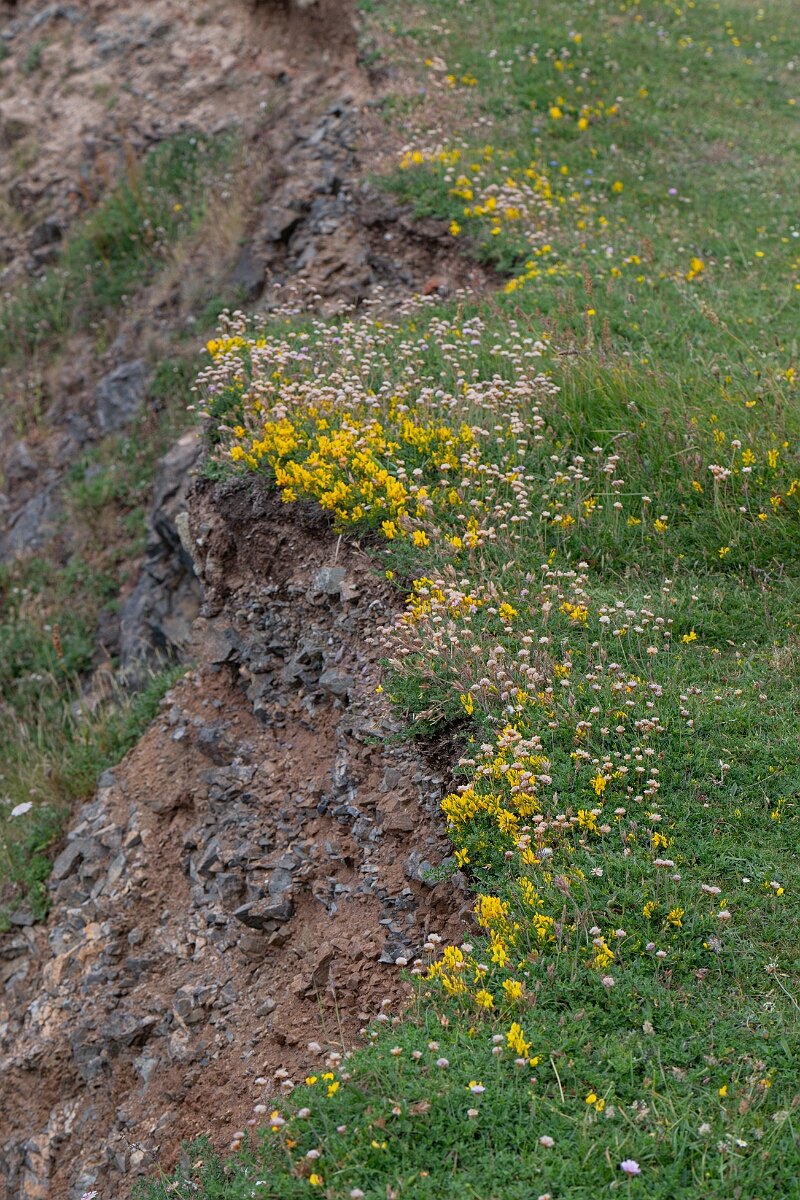 David Plant Photography - Wildlife Photography - Hairy greenweed - K.jpg - Hairy greenweed - Cornwall
