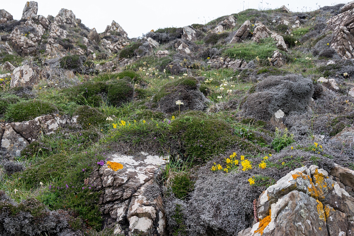 David Plant Photography - Wildlife Photography - Hairy greenweed - L.jpg - Hairy greenweed - Cornwall