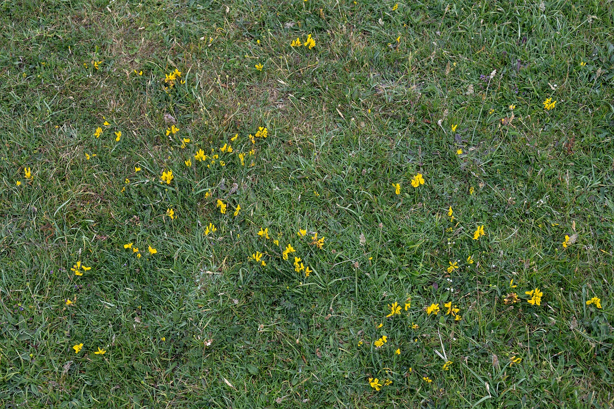 David Plant Photography - Wildlife Photography - Hairy greenweed - M.jpg - Hairy greenweed - Cornwall