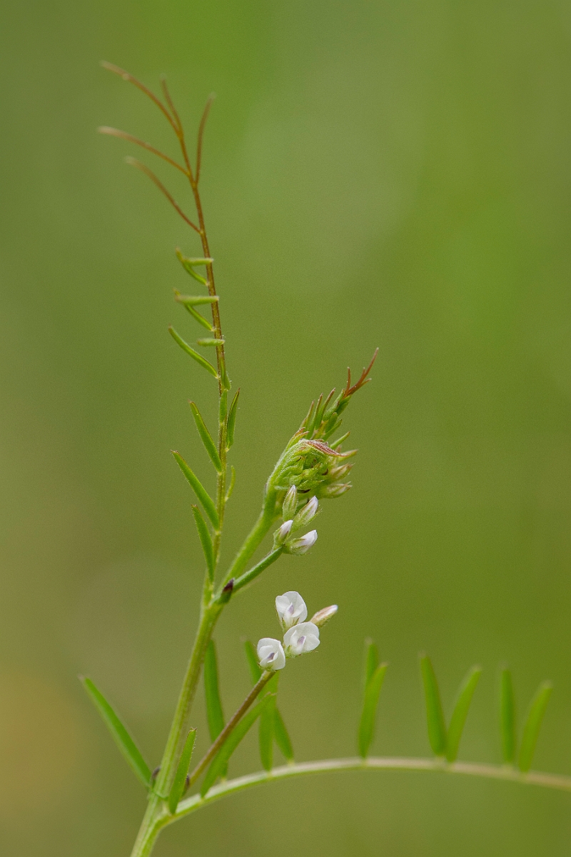 David Plant Photography - Wildlife Photography - Hairy tare - A.JPG - Hairy tare - Suffolk