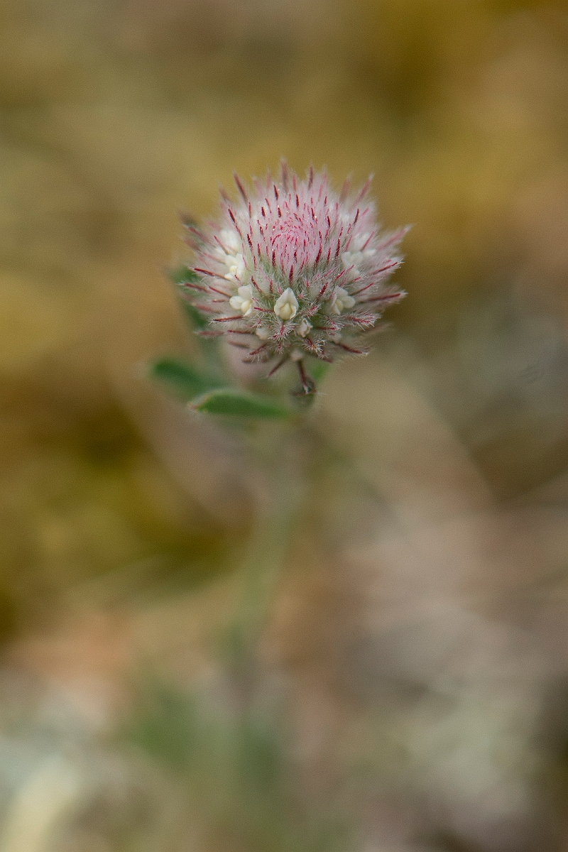 David Plant Photography - Wildlife Photography - Haresfoot clover - A.JPG - Haresfoot clover - Suffolk