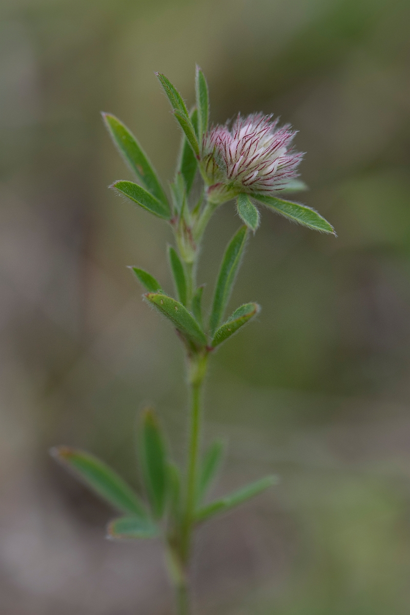 David Plant Photography - Wildlife Photography - Haresfoot clover - C.JPG - Haresfoot clover - Suffolk