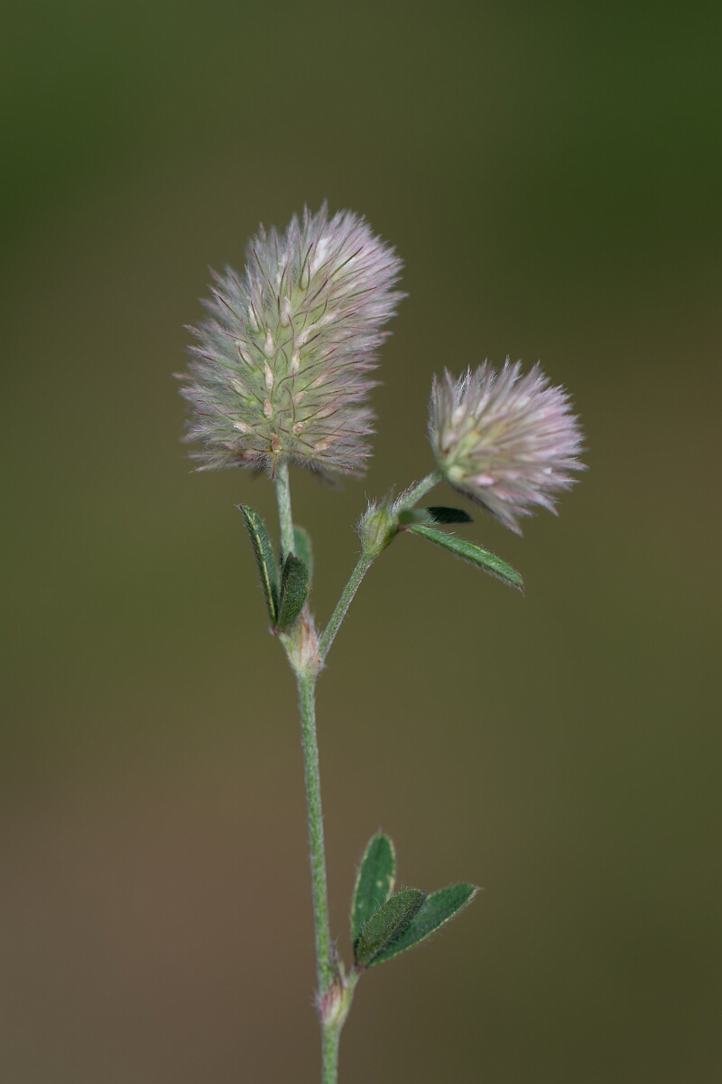 David Plant Photography - Wildlife Photography - Haresfoot clover - E.jpg - Haresfoot clover - Norfolk