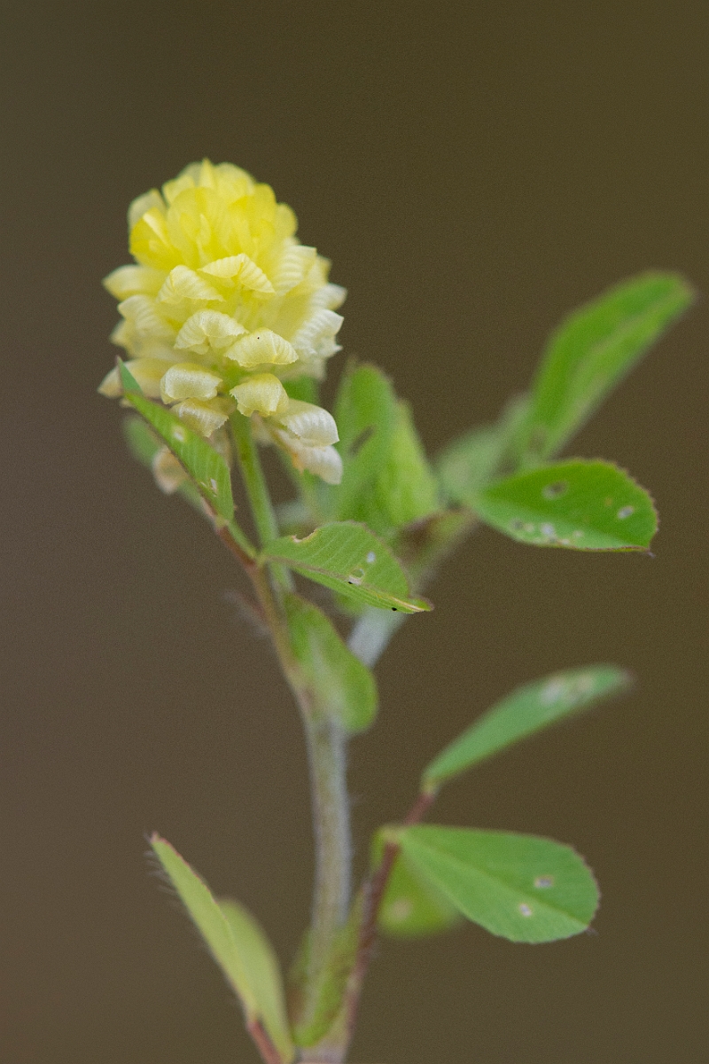 David Plant Photography - Wildlife Photography - Hop trefoil - A.JPG - Hop trefoil - Norfolk