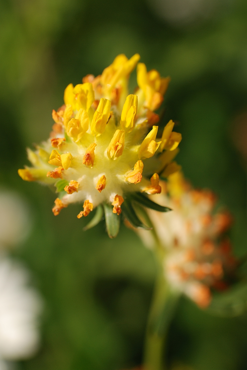 David Plant Photography - Wildlife Photography - Kidney vetch - A.jpg - Kidney vetch - Gloucestershire