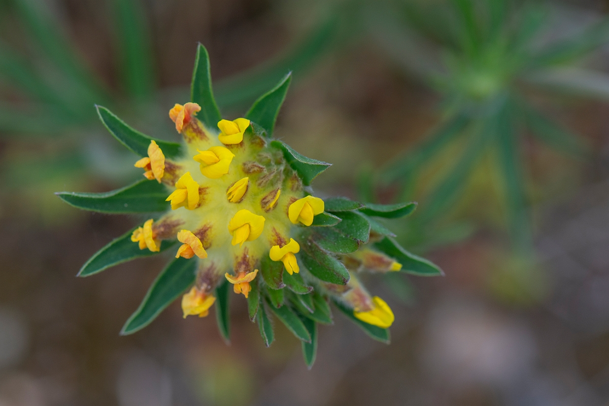 David Plant Photography - Wildlife Photography - Kidney vetch - B.JPG - Kidney vetch - Suffolk