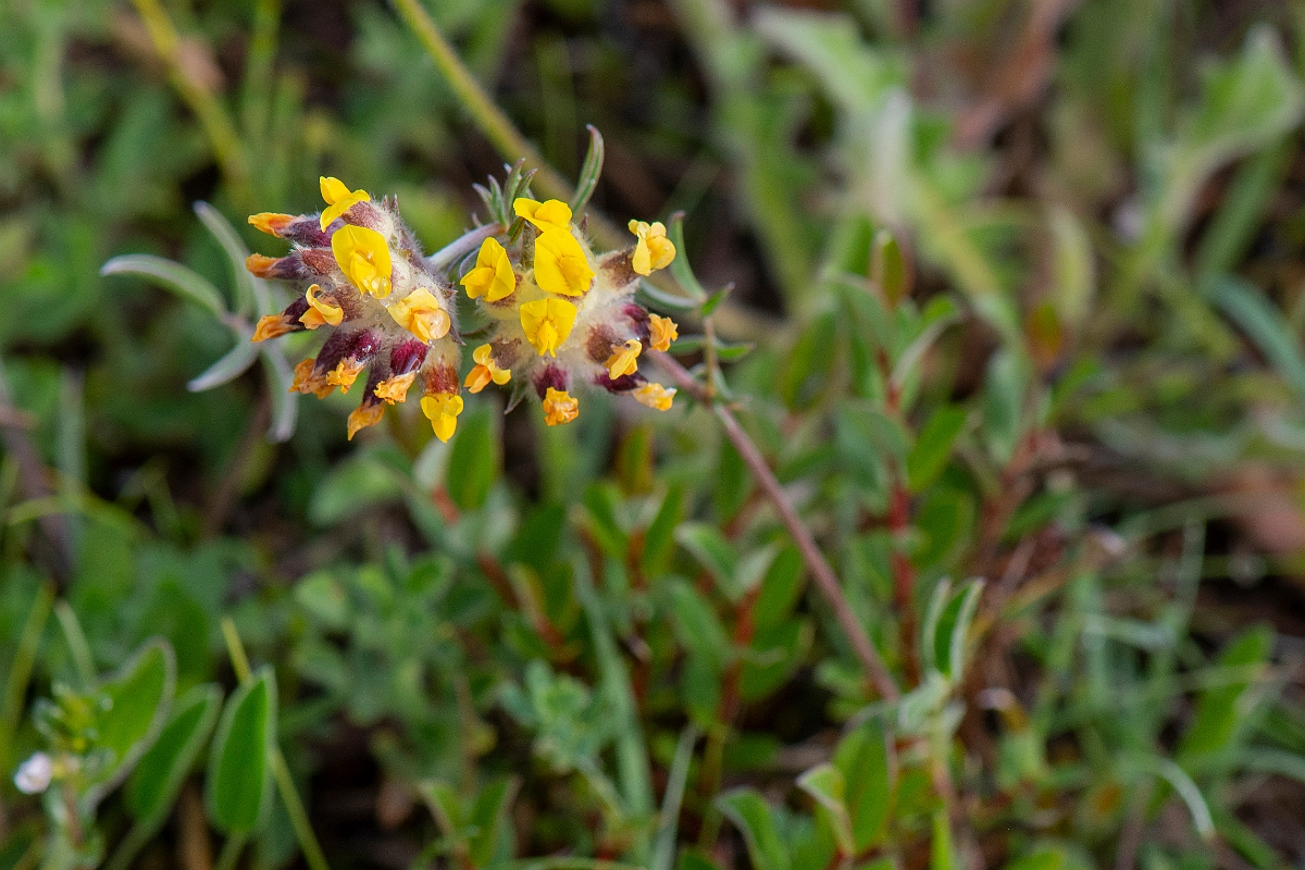David Plant Photography - Wildlife Photography - Kidney vetch - C.JPG - Kidney vetch - Bridgend