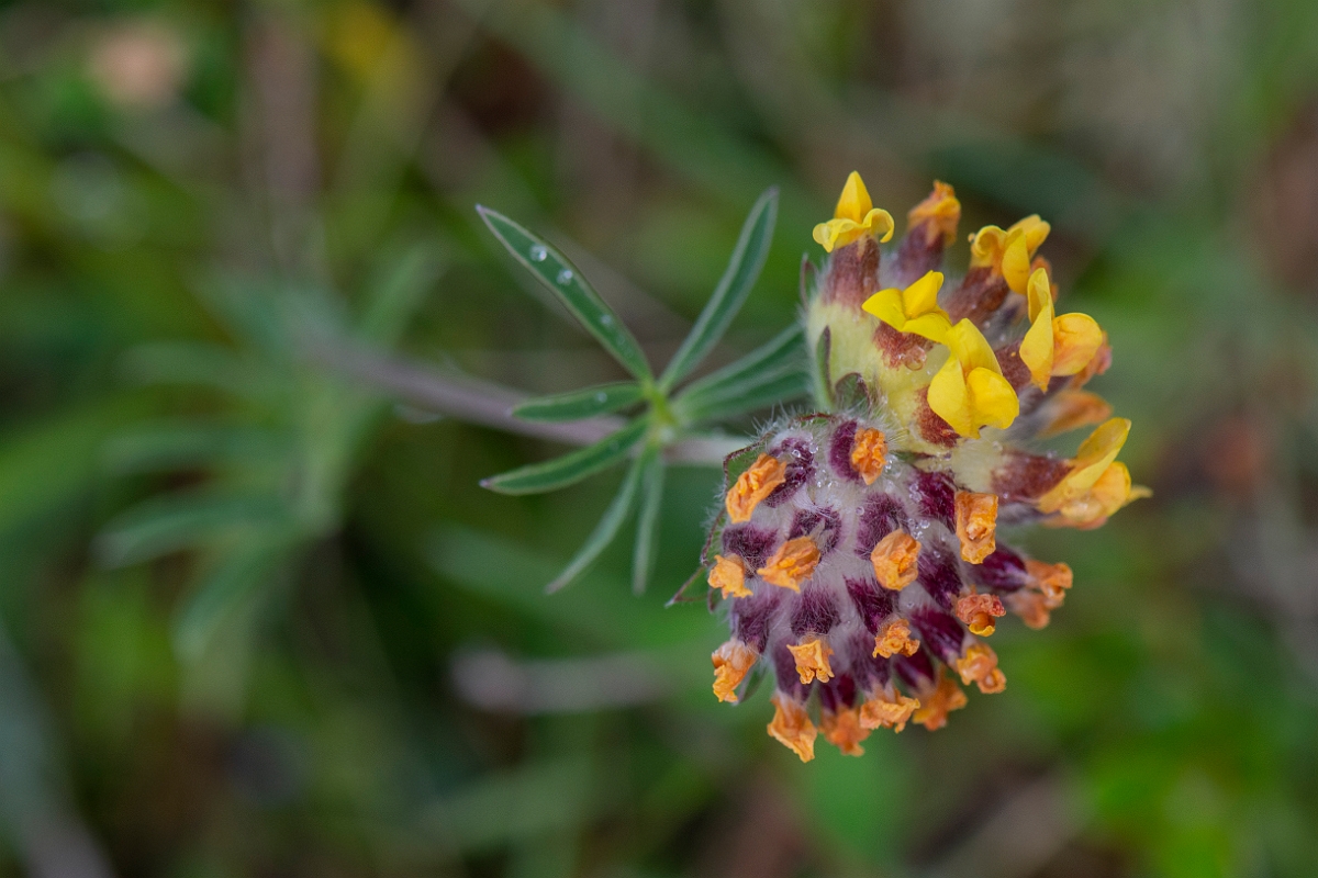 David Plant Photography - Wildlife Photography - Kidney vetch - D.JPG - Kidney vetch - Bridgend