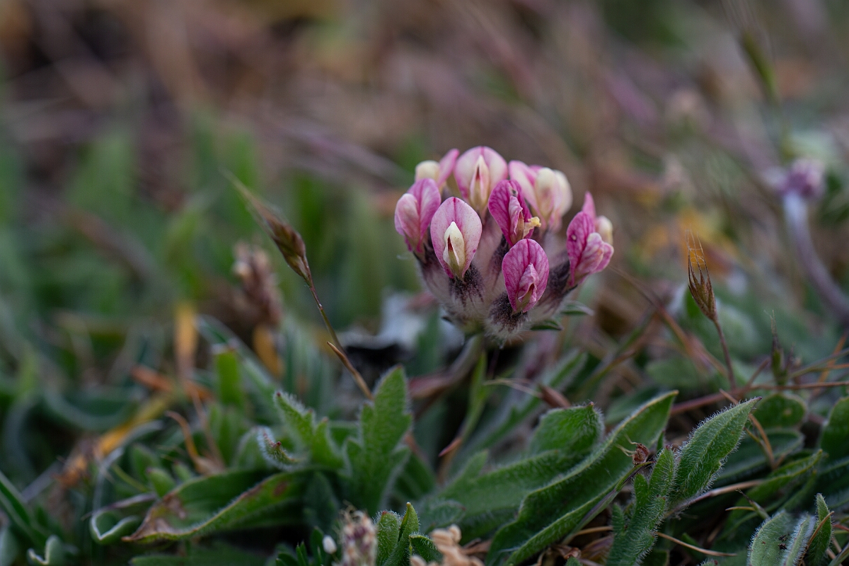 David Plant Photography - Wildlife Photography - Kidney vetch - E.jpg - Kidney vetch - Cornwall
