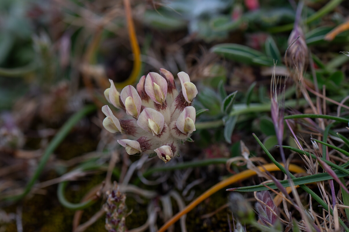 David Plant Photography - Wildlife Photography - Kidney vetch - F.jpg - Kidney vetch - Cornwall