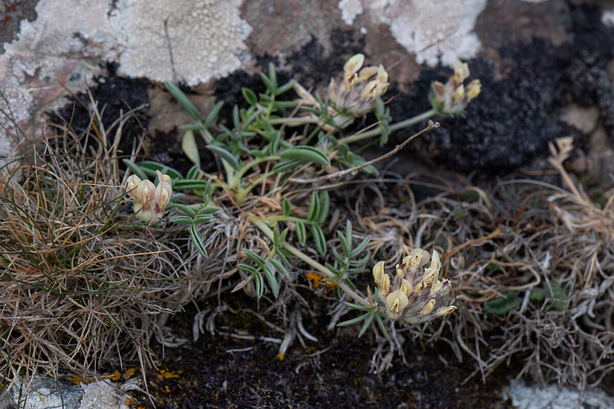David Plant Photography - Wildlife Photography - Kidney vetch - G.jpg - Kidney vetch - Cornwall
