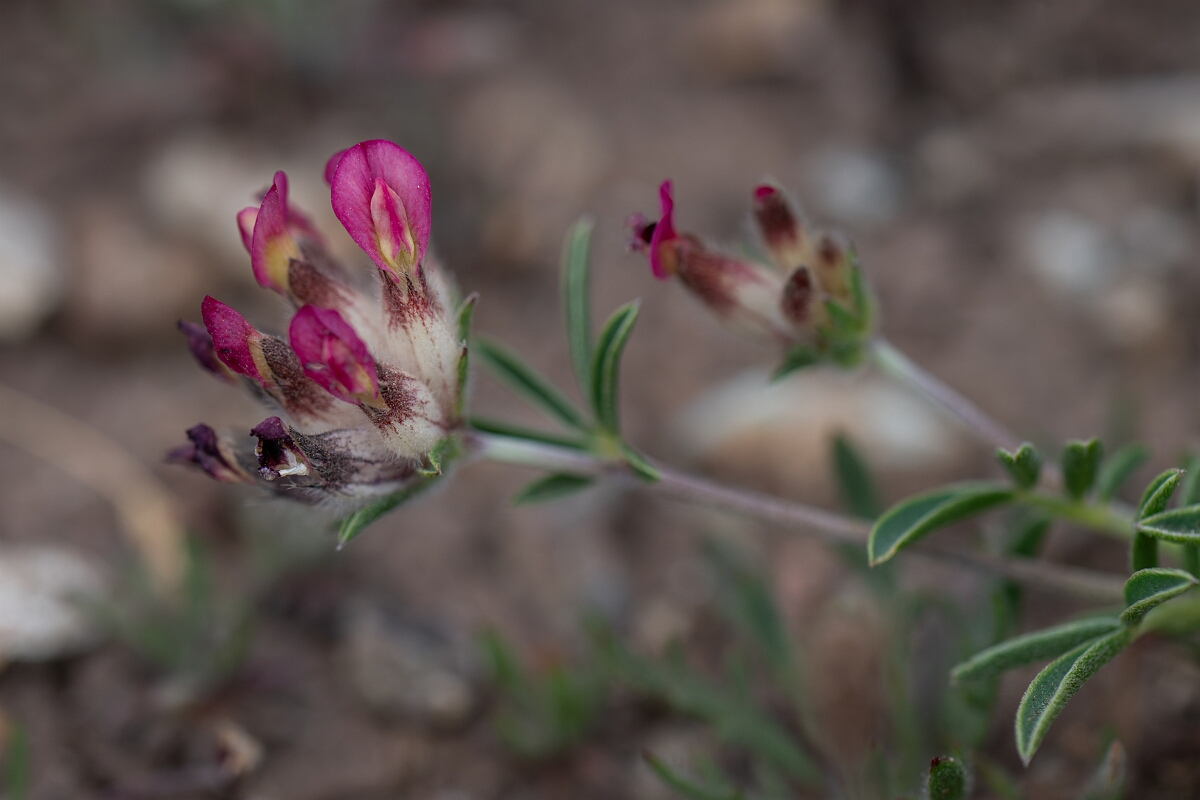 David Plant Photography - Wildlife Photography - Kidney vetch - I.jpg - Kidney vetch - Cornwall
