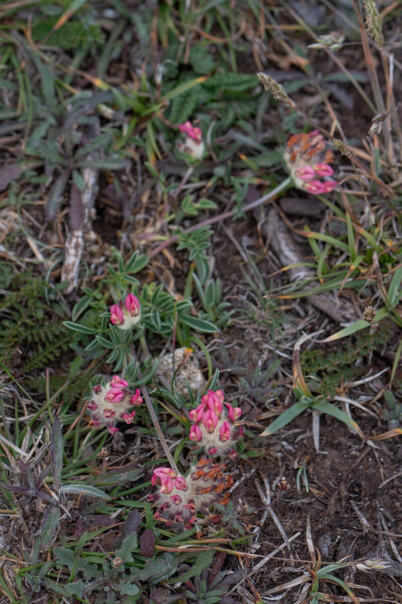 David Plant Photography - Wildlife Photography - Kidney vetch - J.jpg - Kidney vetch - Cornwall