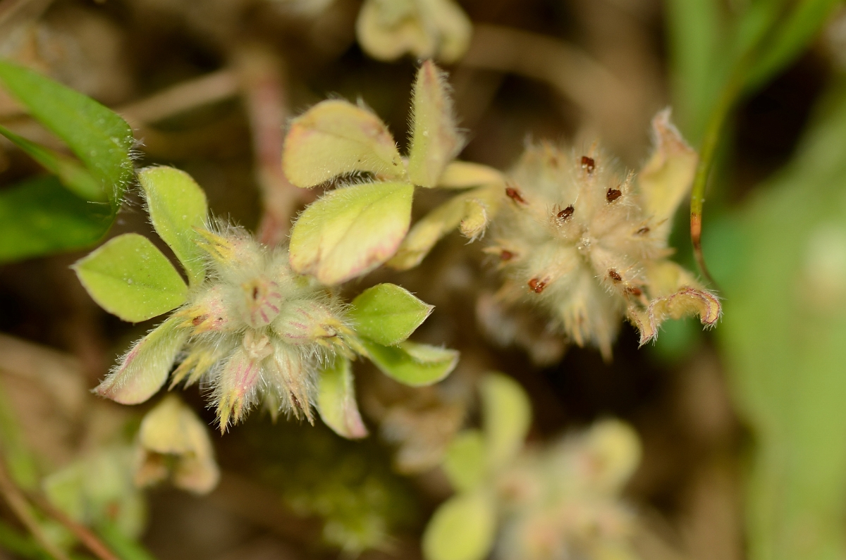 David Plant Photography - Wildlife Photography - Knotted clover - A.jpg - Knotted clover - Suffolk