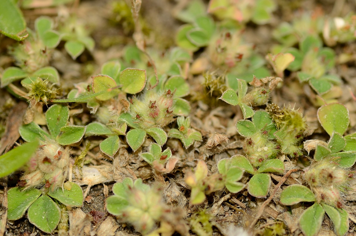 David Plant Photography - Wildlife Photography - Knotted clover - B.jpg - Knotted clover plant - Suffolk