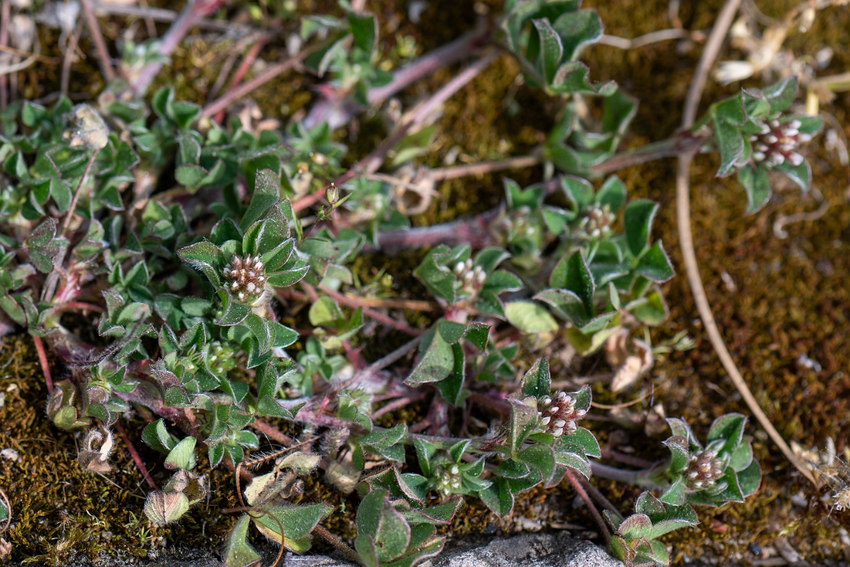 David Plant Photography - Wildlife Photography - Knotted clover - C.jpg - Knotted clover - Suffolk