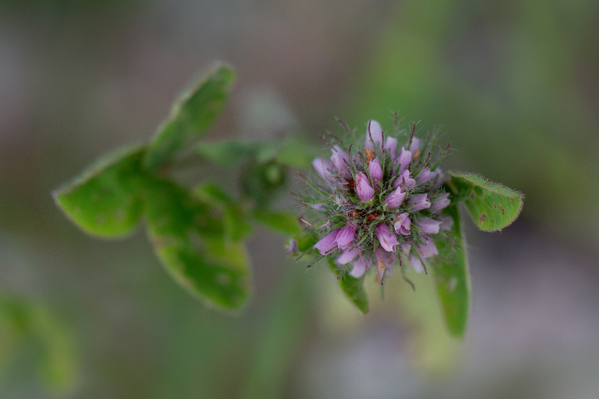 David Plant Photography - Wildlife Photography - Knotted clover - D.jpg - Knotted clover - Kent