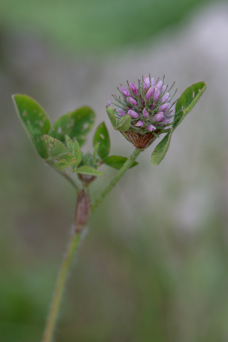 David Plant Photography - Wildlife Photography - Knotted clover - E.jpg - Knotted clover - Kent