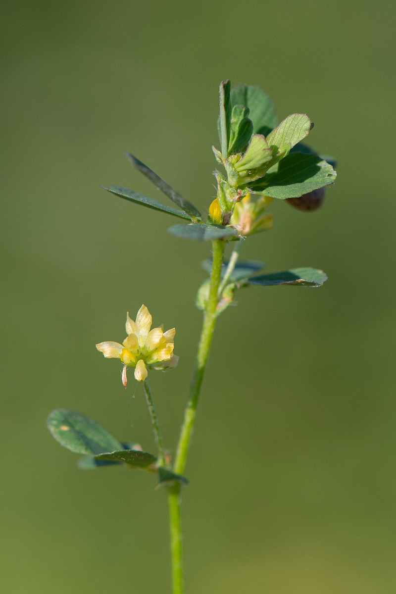 David Plant Photography - Wildlife Photography - Lesser trefoil - A.JPG - Lesser trefoil - Northamptonshire