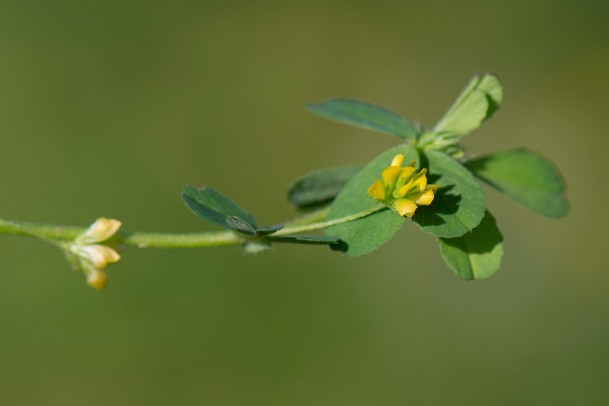 David Plant Photography - Wildlife Photography - Lesser trefoil - B.JPG - Lesser trefoil - Northamptonshire