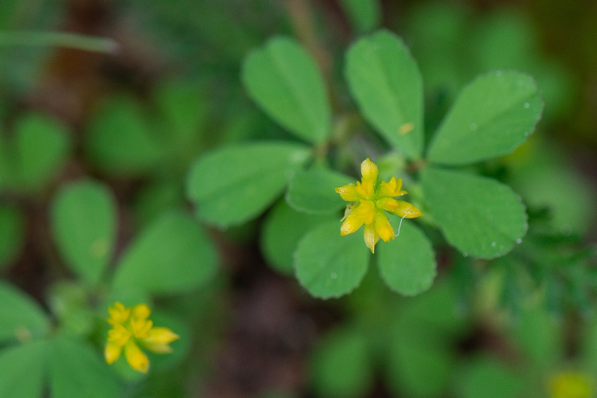 David Plant Photography - Wildlife Photography - Lesser trefoil - C.JPG - Lesser trefoil - Norfolk