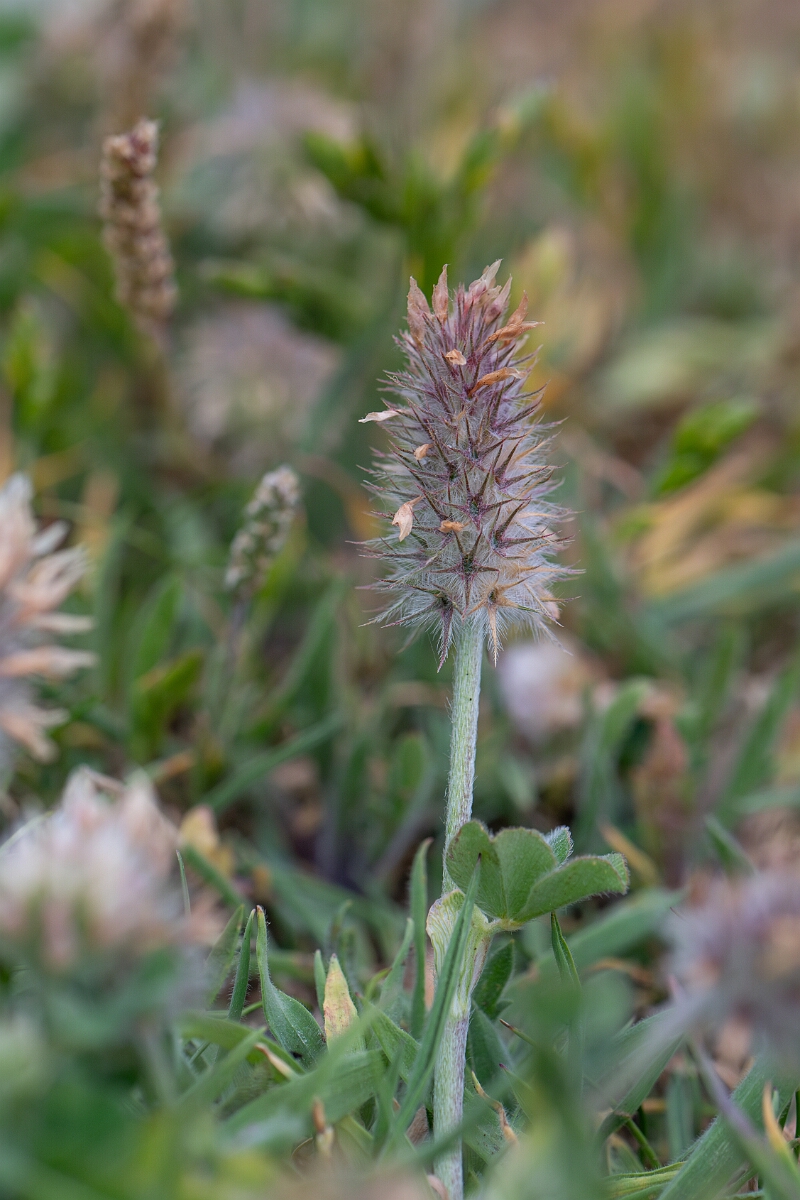 David Plant Photography - Wildlife Photography - Long-headed clover - E.jpg - Long-heaaded clover - Cornwall