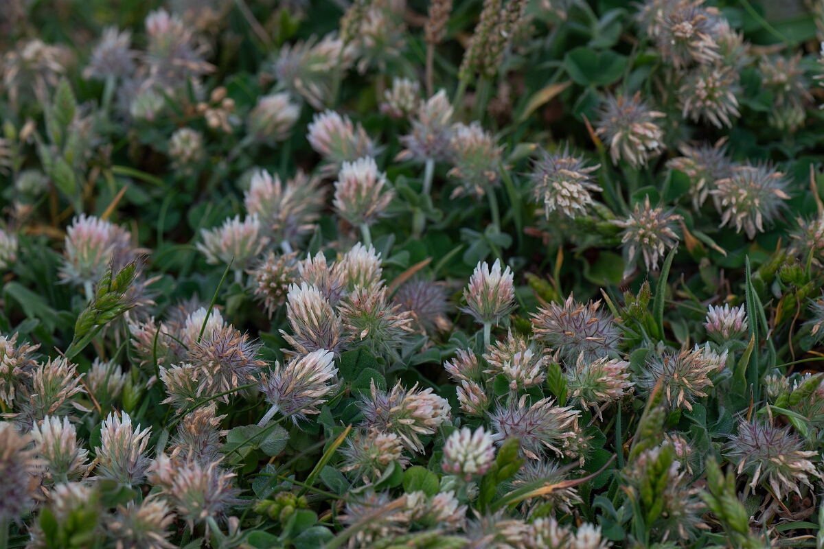 David Plant Photography - Wildlife Photography - Long-headed clover - F.jpg - Long-heaaded clover - Cornwall