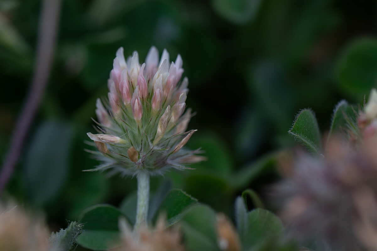 David Plant Photography - Wildlife Photography - Long-headed clover - G.jpg - Long-heaaded clover - Cornwall