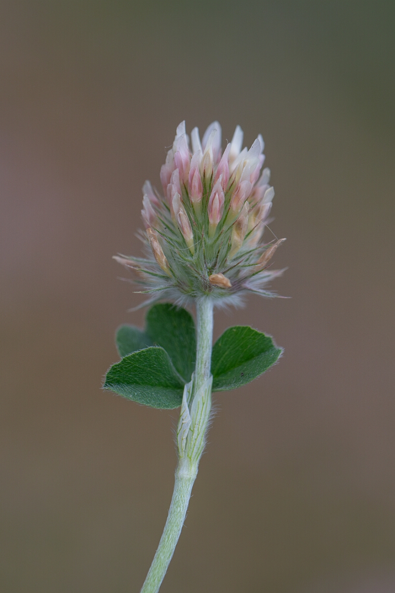David Plant Photography - Wildlife Photography - Long-headed clover - H.jpg - Long-heaaded clover - Cornwall